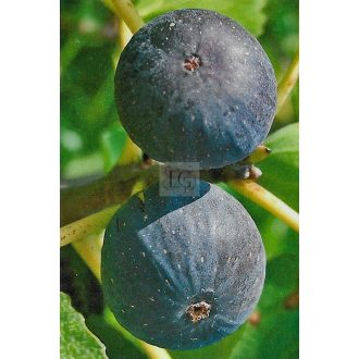 Ficus carica/Füge "Fekete"