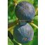 Ficus carica/Füge "Fekete"