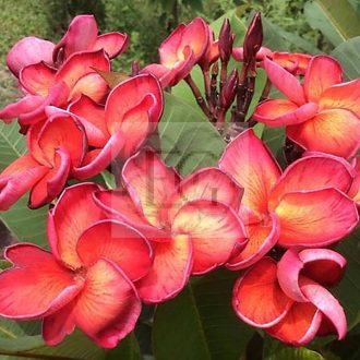Plumeria rubra "Shimmering"(NUI)