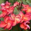 Plumeria rubra "Shimmering"(NUI)