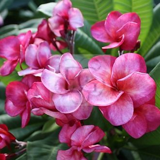 Plumeria rubra "Super Round" aka J115 (JJ)