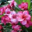 Plumeria rubra "Super Round" aka J115 (JJ)