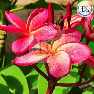 Plumeria rubra "Temptation" JJ
