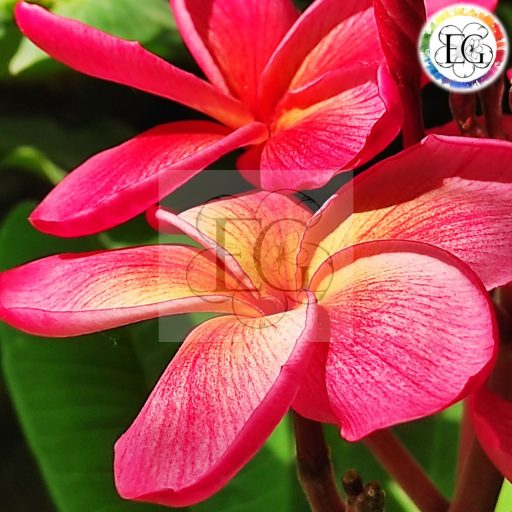 Plumeria rubra "Temptation" JJ