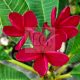 Plumeria rubra "Red Jack" JJ