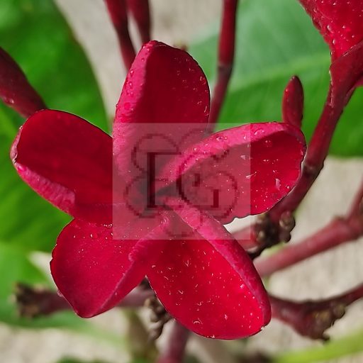 Plumeria rubra "Red Jack" JJ