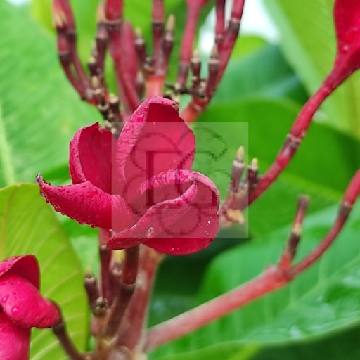 Plumeria rubra "Red Jack" JJ