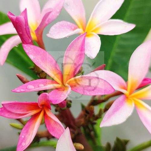 Plumeria rubra "Gemini"