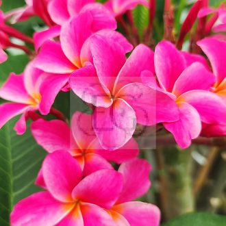 Plumeria rubra "Raspberry Sundae"