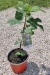Ficus carica/Füge "Fekete"