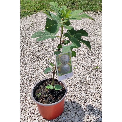 Ficus carica/Füge "Fekete"