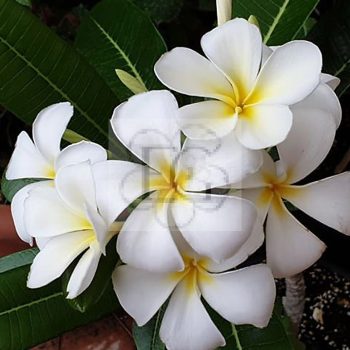 Plumeria Obtusa "Singapore White" Plumeria Obtusa "Singapore White"