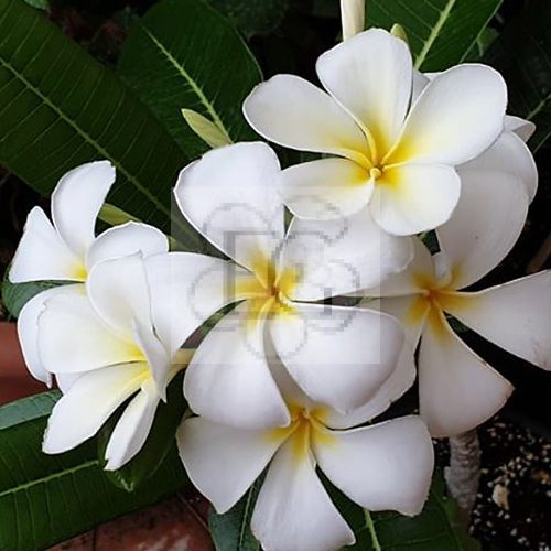 Plumeria Obtusa "Singapore White"