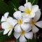 Plumeria Obtusa "Singapore White"