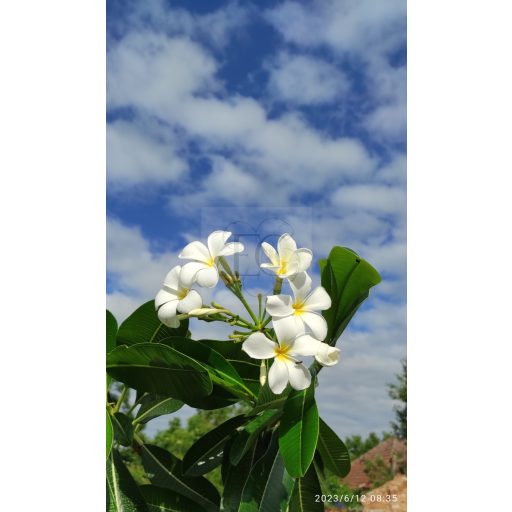 Plumeria Obtusa "Singapore White"
