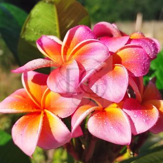 Plumeria rubra "Mystique" JJ