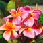 Plumeria rubra "Mystique" JJ