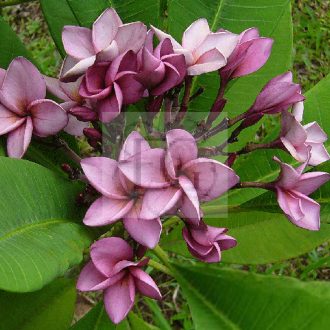 Plumeria rubra "Purple Jack" JJ