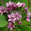 Plumeria rubra "Purple Jack" JJ
