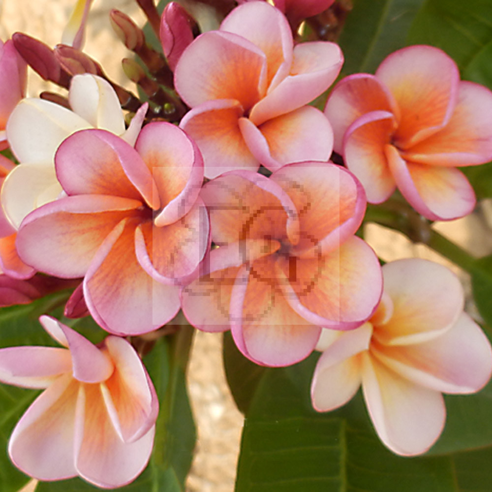 Plumeria Rubra "Potpourri" JJ - Egzoticplant Websh