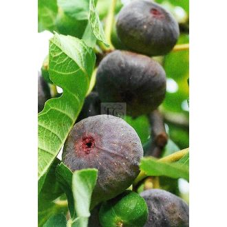 Ficus carica/Füge "Györöki lapos"