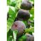 Ficus carica/Füge "Györöki lapos"