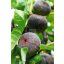 Ficus carica/Füge "Györöki lapos"