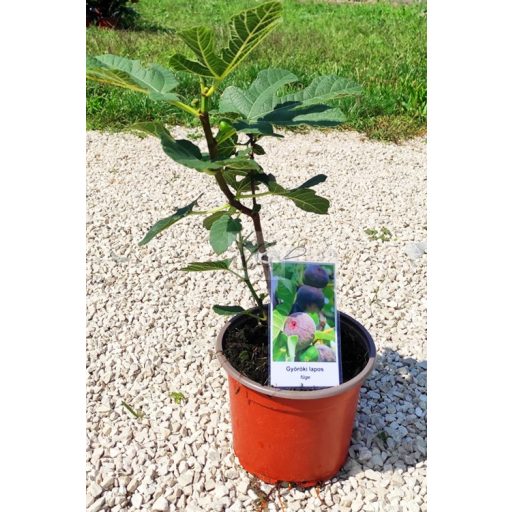 Ficus carica/Füge "Györöki lapos"