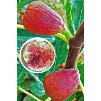 Ficus carica/Füge "Helen"
