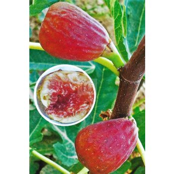 Ficus carica/Füge "Helen" Ficus carica/Füge "Helen"