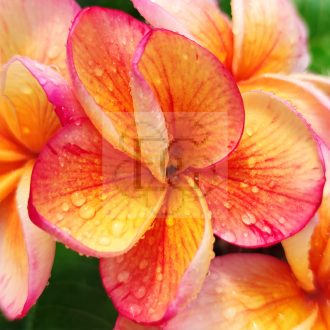 Plumeria rubra "Desert Sunrise" dugvány