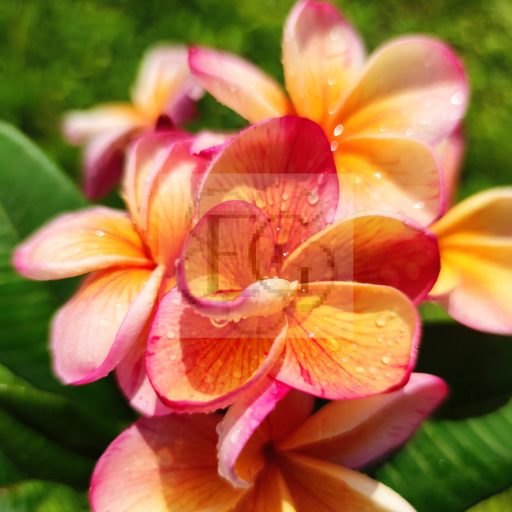 Plumeria rubra "Desert Sunrise" dugvány