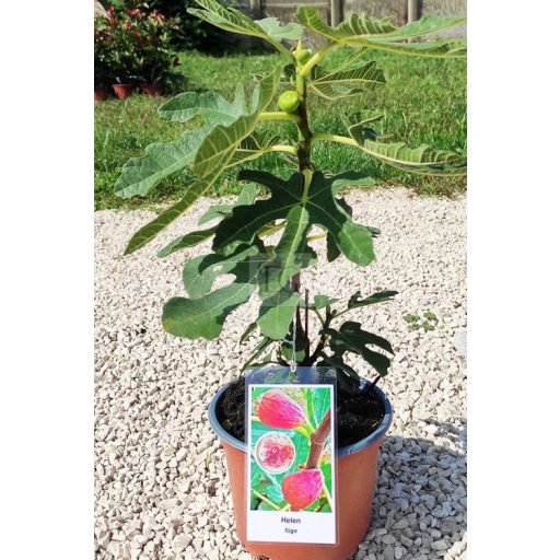Ficus carica/Füge "Helen"