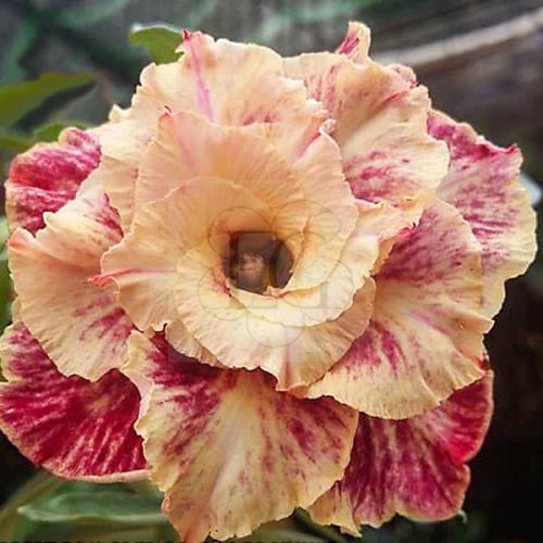 Adenium obesum "Golden Years" (323)