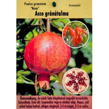 Punica granatum "Acco"-Gránátalma Punica granatum "Acco"-Gránátalma