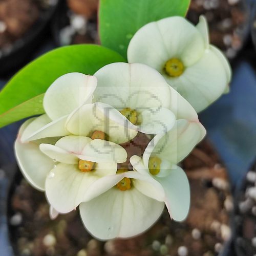 Euphorbia milii hibrid/White 017