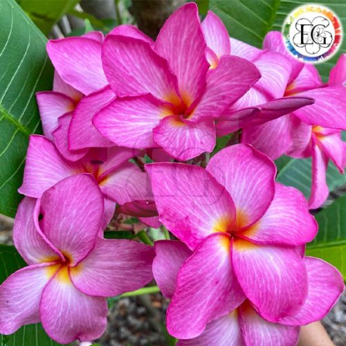 Plumeria rubra "Pink Velvet"