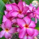 Plumeria rubra "Pink Velvet"