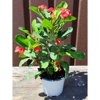 Euphorbia milii/piros