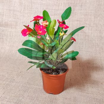 Euphorbia milii/piros Euphorbia milii/piros