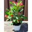 Euphorbia milii/piros