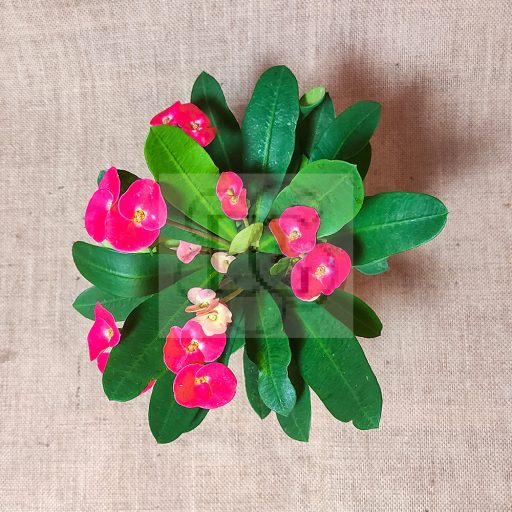 Euphorbia milii/piros