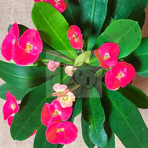 Euphorbia milii/piros