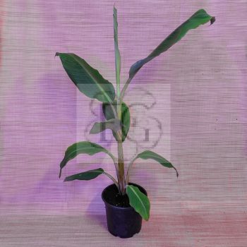 Musa Balbisiana Musa Balbisiana