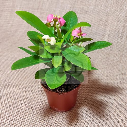 Euphorbia milii/mini