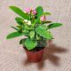 Euphorbia milii/mini