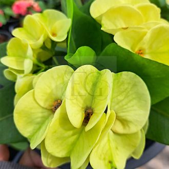 Euphorbia milii "Yok Bu Ra Par" (A91)