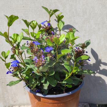 Ceratostigma plumbaginoides- kékgyökér Ceratostigma plumbaginoides- kékgyökér