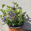 Ceratostigma plumbaginoides- kékgyökér