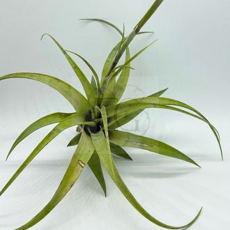 Tillandsia Flexuosa var. Vivipara/XL